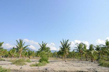 Land Bali Real Estate