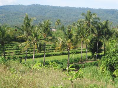 View from Land Bali Real Estate
