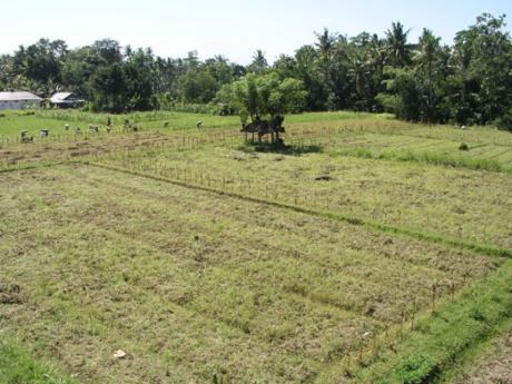 View Bali Real Estate