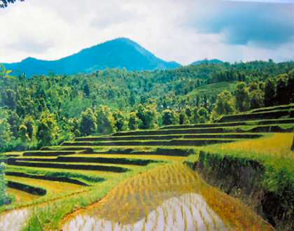 Git Git Land Sale Bali Real Estate