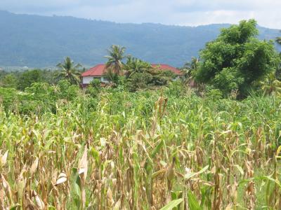 View of Land Bali Real Estate