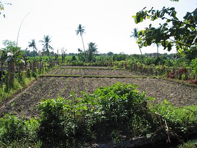 Lovina Land for sale Bali Real Estate