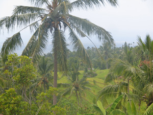 The property has cloves, cocopalms, mangoes and bananas Bali Real Estate