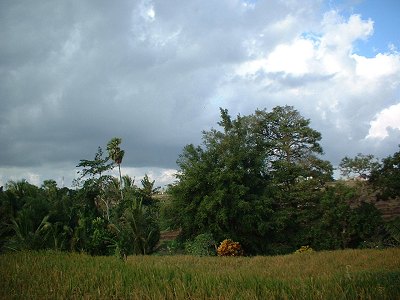 Ubud Land For Sale Bali Real Estate
