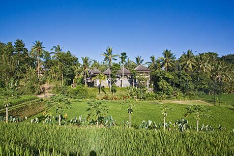 Ubud Villa in Fields Bali Real Estate