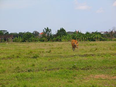 View from Land Bali Real Estate