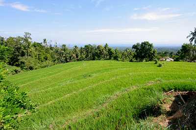 Land in Hills Bali Real Estate