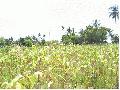 View of Land, Land in Lovina near beach, Cornfield suitable for building