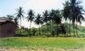 1.2 Hectares of freehold beachfront view 8