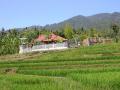 Panji, Lovina Budget House View of House from Ricefield