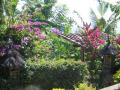 Lovina Hill Side Villa to Lease Landscaped Garden