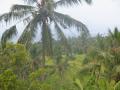The property has cloves, cocopalms, mangoes and bananas, Gitgit Plantation Home, Large 4 bedroom Home in Gitgit on 1.15 Hectare