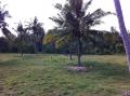 Single Villa Plot Palmtrees