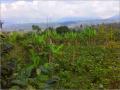 Coffee Plantation Land Land View