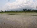 Bali Beach Land (Large Area) Rice paddy's on Land